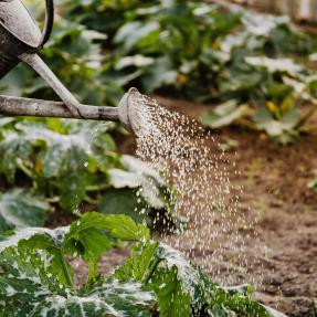 Watering a garden with a watering can