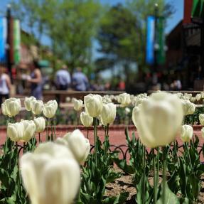 Close up of white tulips on Boulder's Pearl Street Mall