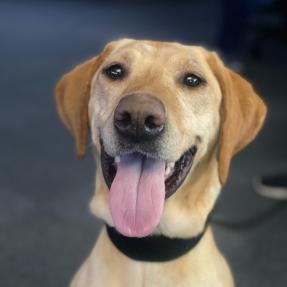 Boulder Police K9 Astro