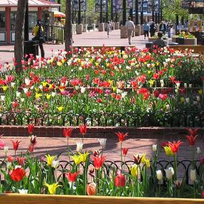 Tulips on Pearl Street