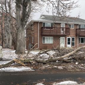 Large downed tree due to snow damage