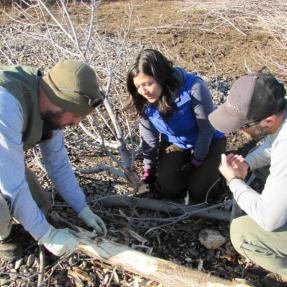 Staff looking at EAB in a tree