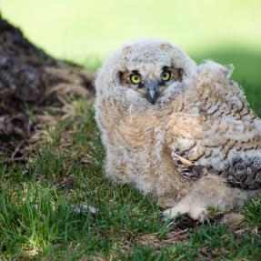 Owlet at Flatirons Golf Course