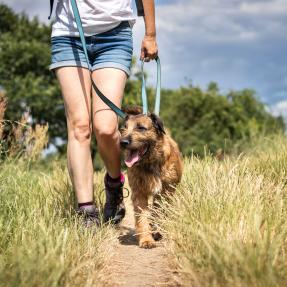 A dog on a leash being taken on a walk on a hiking trail