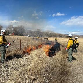 Photo of prescribed burn in open space March 5