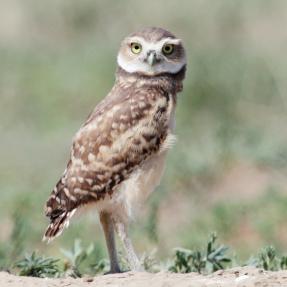 Adult burrowing owl perched on ground, looking into camera.