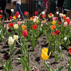 Tulips on Pearl Street Mall