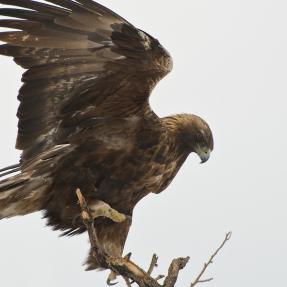 Golden eagle on a branch