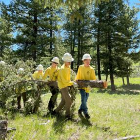 A team of Junior Rangers moves a cut down tree