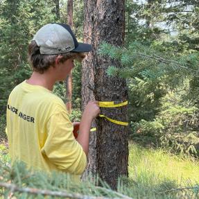 Junior Ranger measures diameter at breast height of pine tree